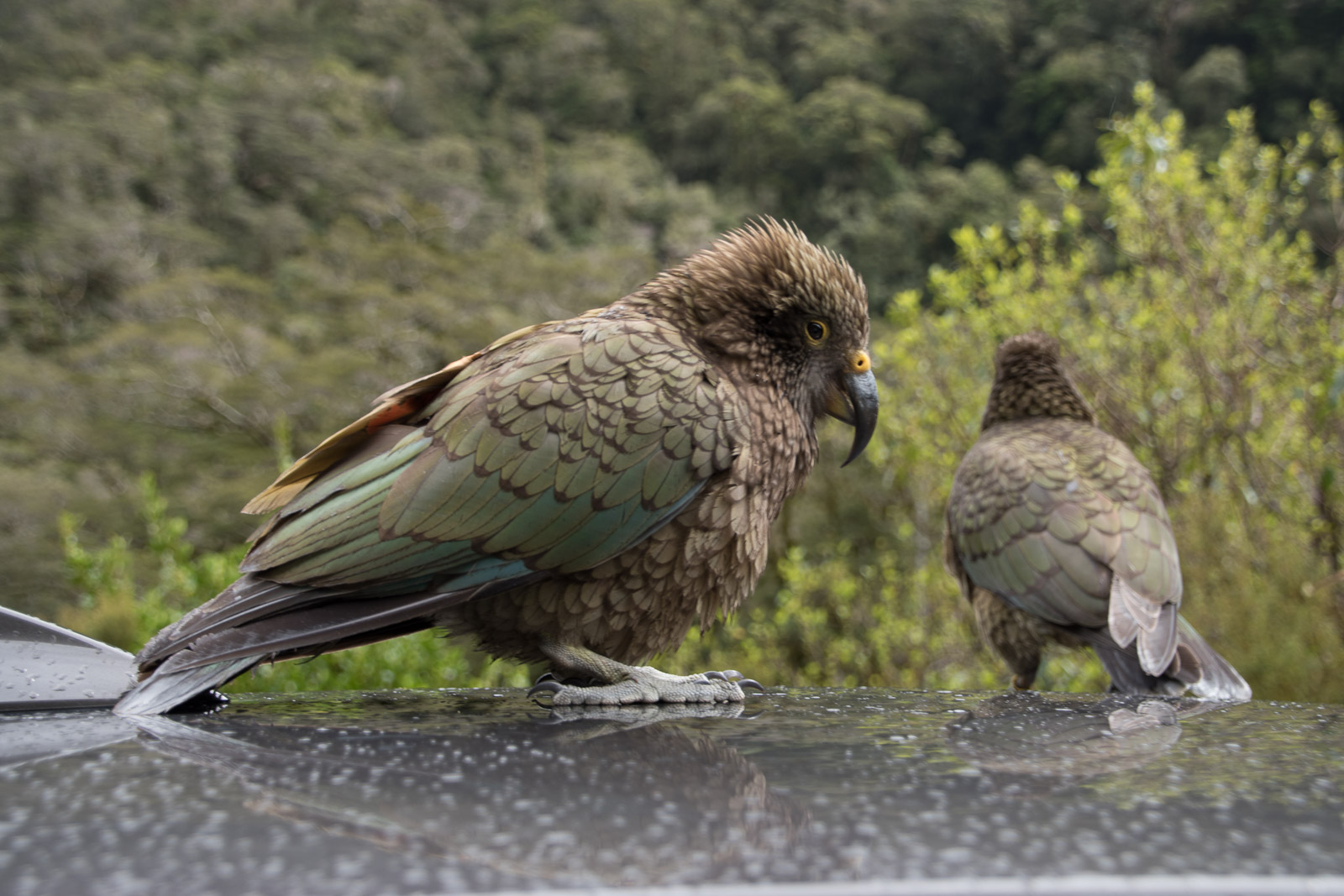 Kea